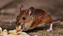 24 Hour & Emergency Exterminators in Lowry, CO